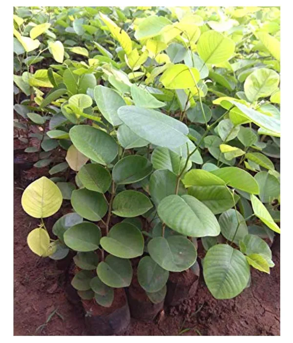 Red_Chandan_Seedling_Plant_(Pack_Of_1)