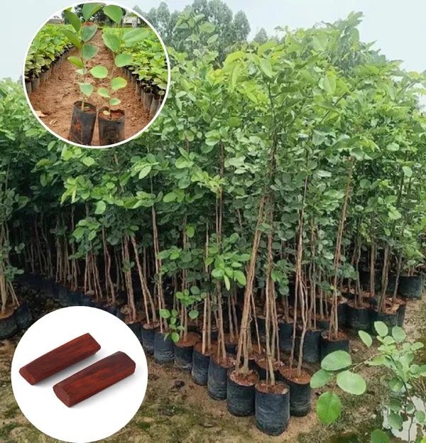 Red_Chandan_Seedling_Plant_(Pack_Of_1)
