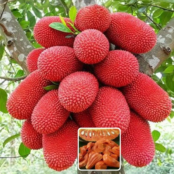 Red_Jackfruit_Grafting_Plant_(Pack_Of_1)