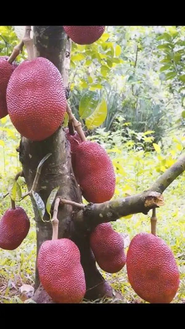 Red_Jackfruit_Grafting_Plant_(Pack_Of_1)