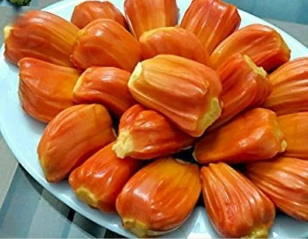 Red_Jackfruit_Grafting_Plant_(Pack_Of_1)