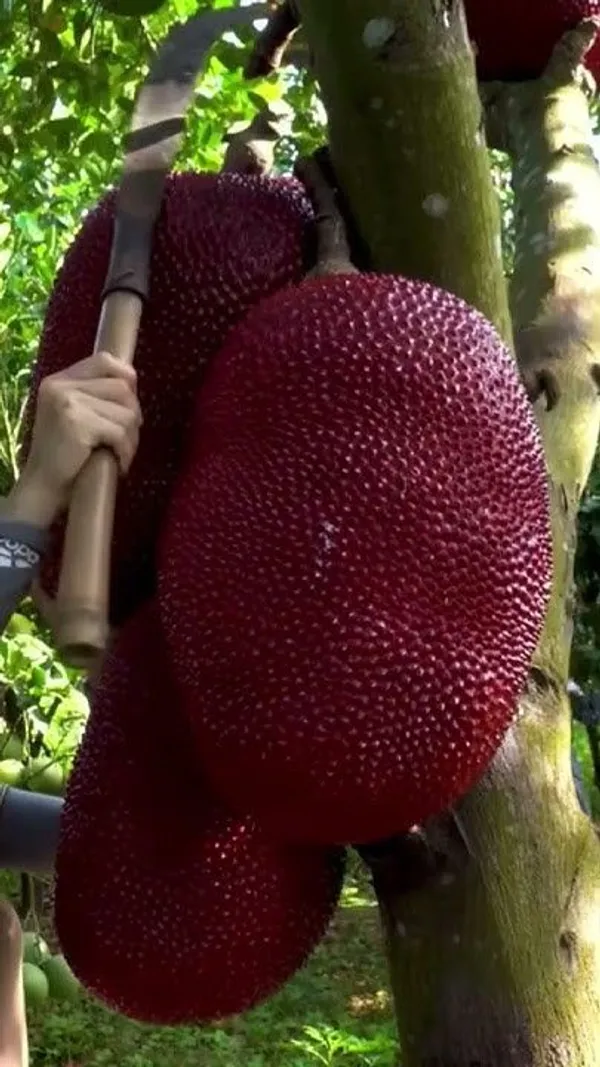 Red_Jackfruit_Grafting_Plant_(Pack_Of_1)