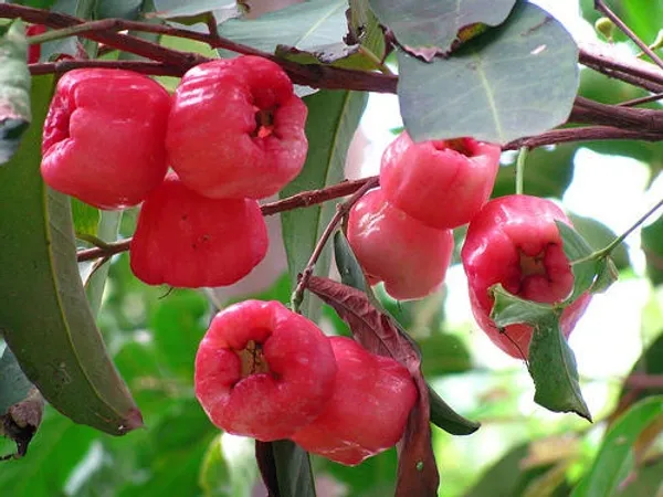Red_Water_Apple_Plant_(Pack_Of_1)