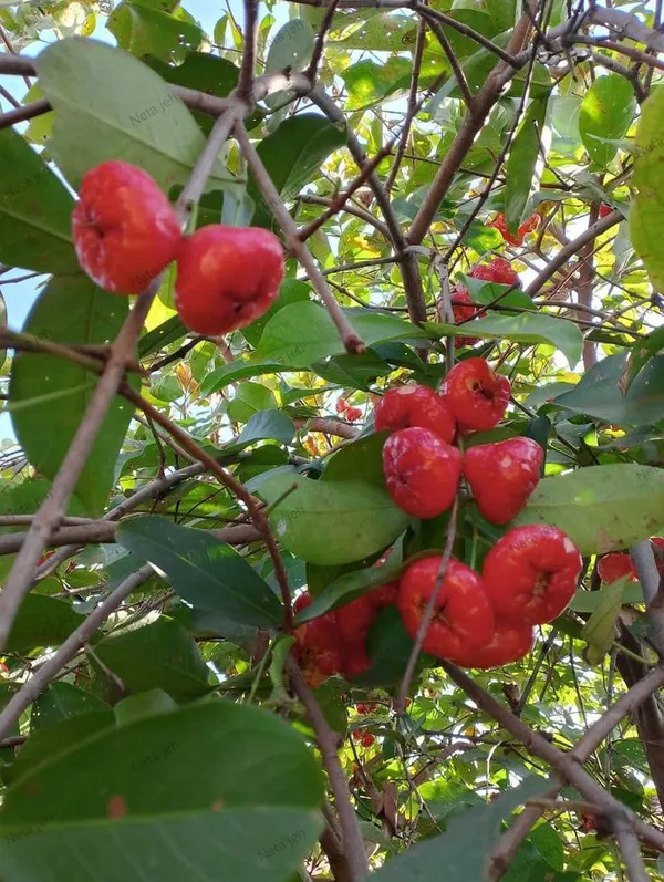 Red_Water_Apple_Plant_(Pack_Of_1)