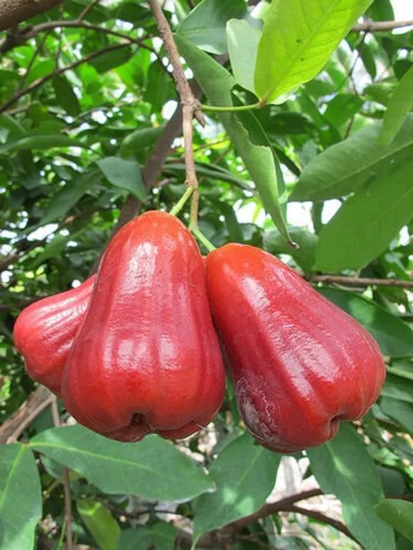 Red_Water_Apple_Plant_(Pack_Of_1)