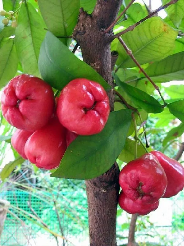 Red_Water_Apple_Plant_(Pack_Of_1)