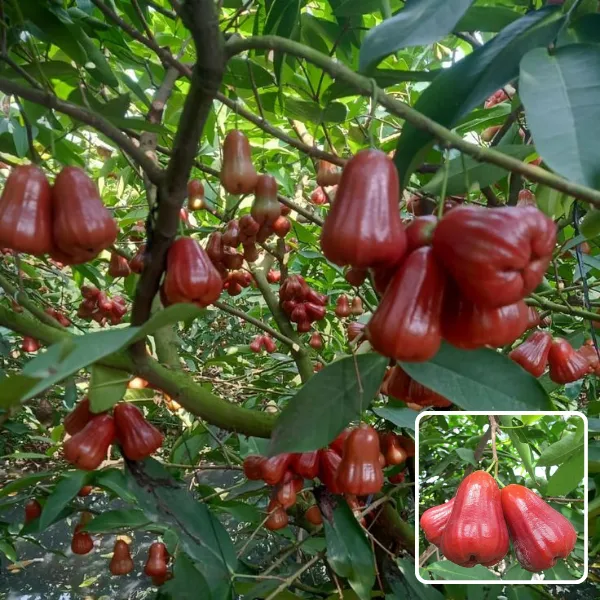 Red_Water_Apple_Plant_(Pack_Of_1)
