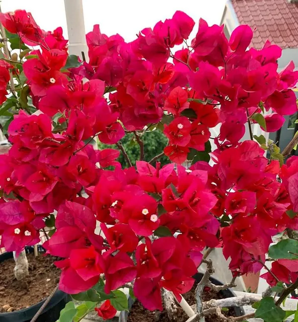 Red_Wonder_Bougainvillea_Plant__(Pack_Of_1)