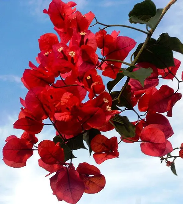 Red_Wonder_Bougainvillea_Plant__(Pack_Of_1)