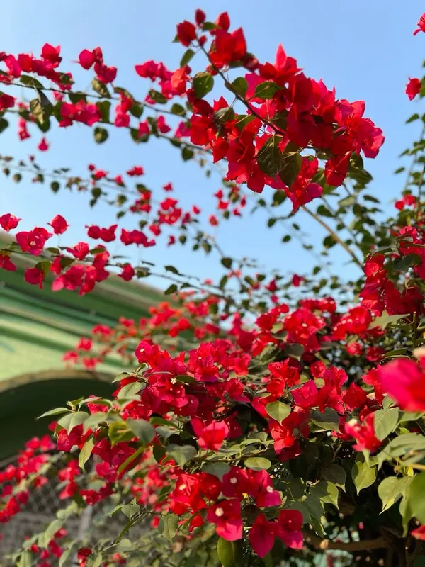 Red_Wonder_Bougainvillea_Plant__(Pack_Of_1)