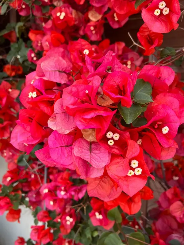 Red_Wonder_Bougainvillea_Plant__(Pack_Of_1)