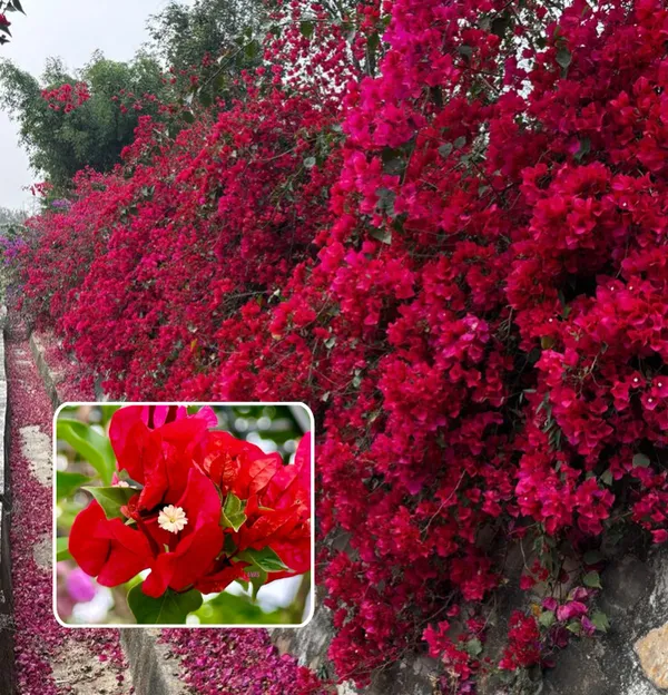 Red_Wonder_Bougainvillea_Plant__(Pack_Of_1)