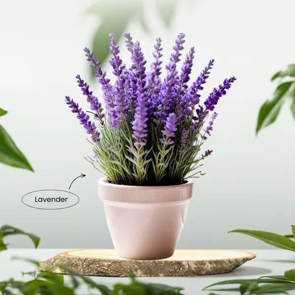 Royal_Mist_Lavender_(Pack_Of_1)