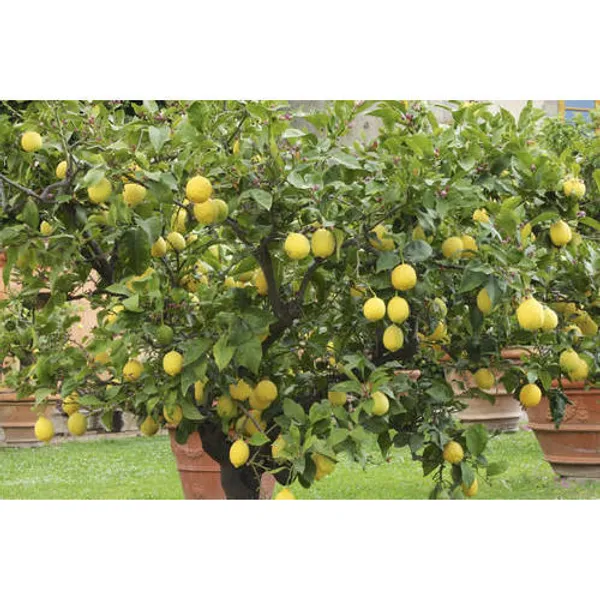 Seedless_Lemon_Hybrid_Airlading_Plant__(Pack_Of_1)