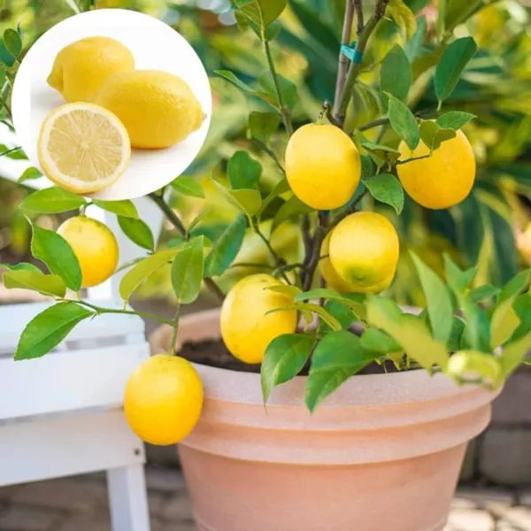 Seedless_Lemon_Hybrid_Airlading_Plant__(Pack_Of_1)