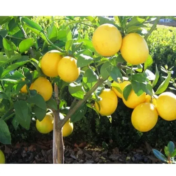 Seedless_Lemon_Hybrid_Airlading_Plant__(Pack_Of_1)