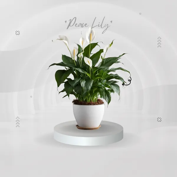 Snow_Aura_Peach_Lily_Plant_(Pack_Of_1)