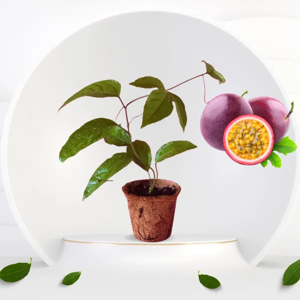 Solar_Flame_Passion_Fruit_Plant_(Pack_Of_1)