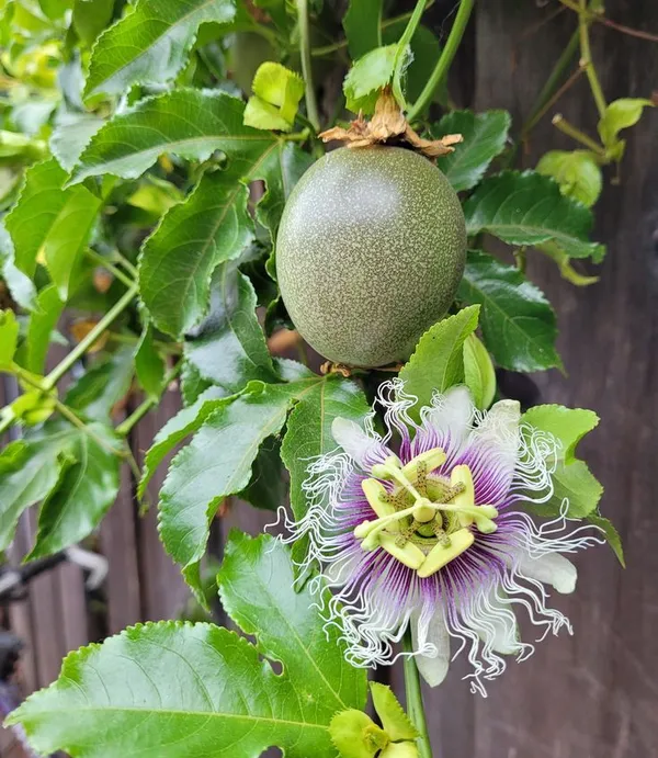 Solar_Flame_Passion_Fruit_Plant_(Pack_Of_1)