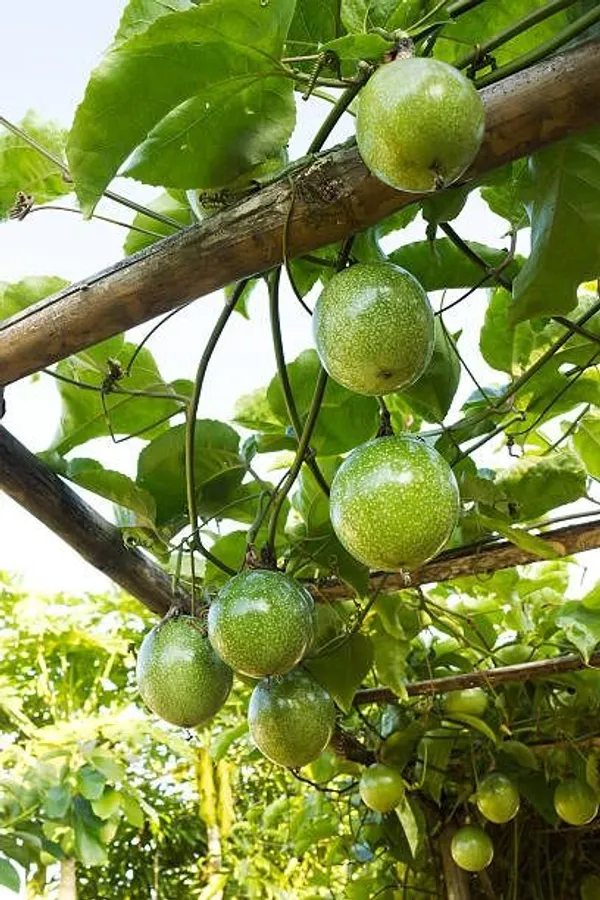 Solar_Flame_Passion_Fruit_Plant_(Pack_Of_1)