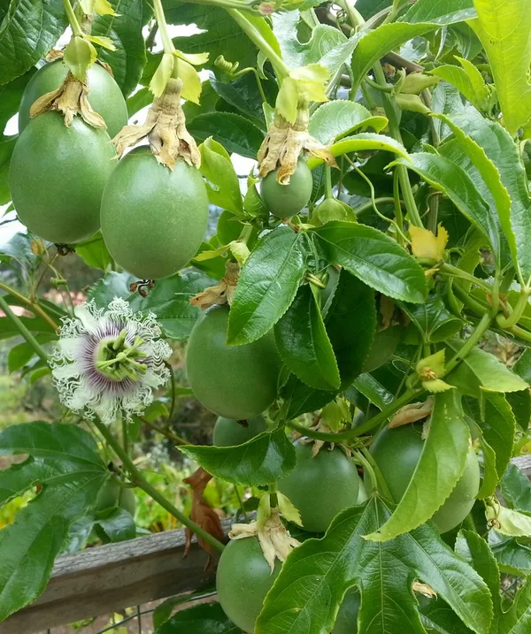 Solar_Flame_Passion_Fruit_Plant_(Pack_Of_1)