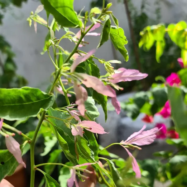 Spider_Bougainvillea_Plant__(Pack_Of_1)