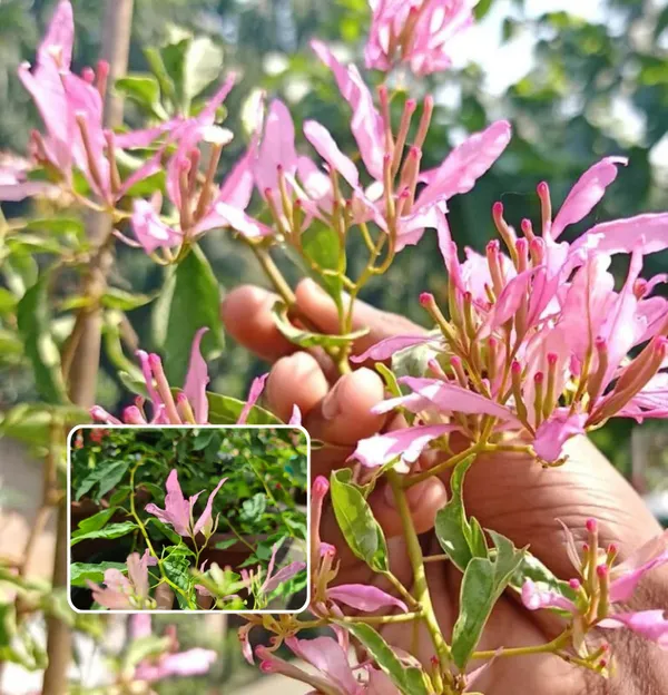 Spider_Bougainvillea_Plant__(Pack_Of_1)