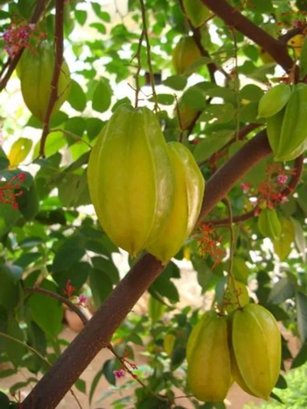 Star_Fruit_Plant__(Pack_Of_1)