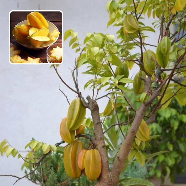 Star_Fruit_Plant__(Pack_Of_1)