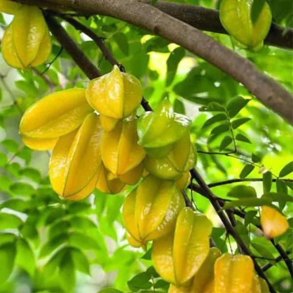 Star_Fruit_Plant__(Pack_Of_1)