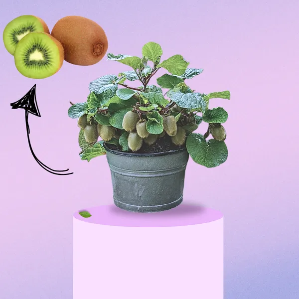Sun-Kissed_Kiwi_Plant_(Pack_Of_1)