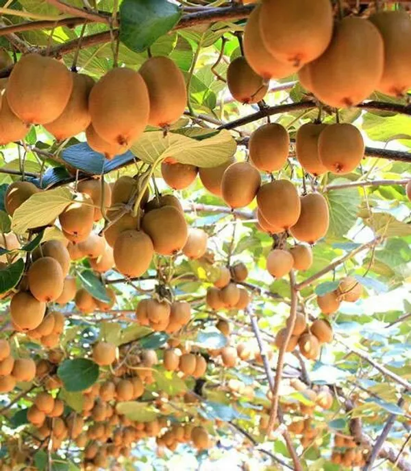Sun-Kissed_Kiwi_Plant_(Pack_Of_1)