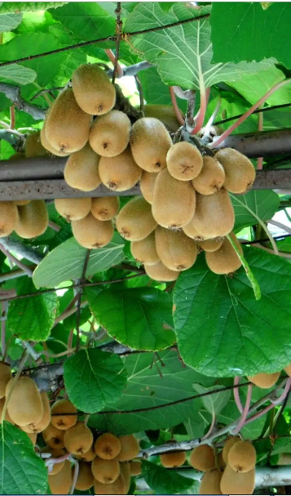 Sun-Kissed_Kiwi_Plant_(Pack_Of_1)