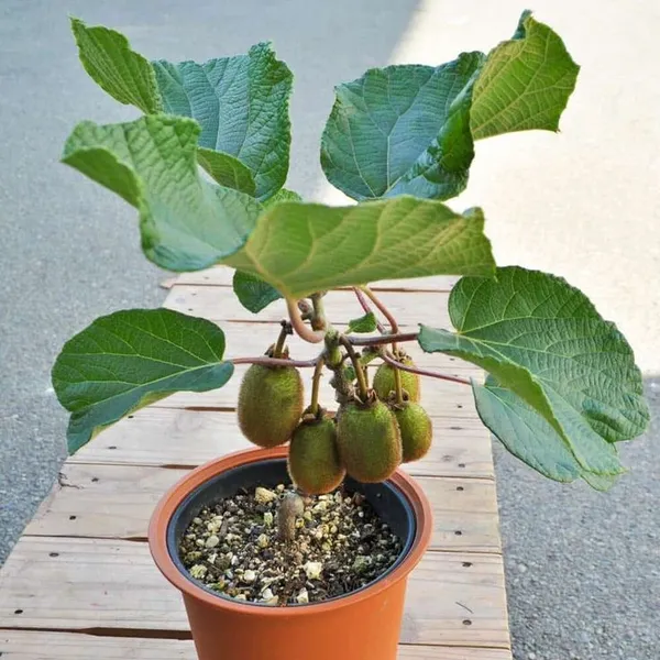 Sun-Kissed_Kiwi_Plant_(Pack_Of_1)