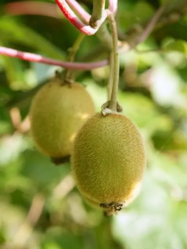 Sun-Kissed_Kiwi_Plant_(Pack_Of_1)