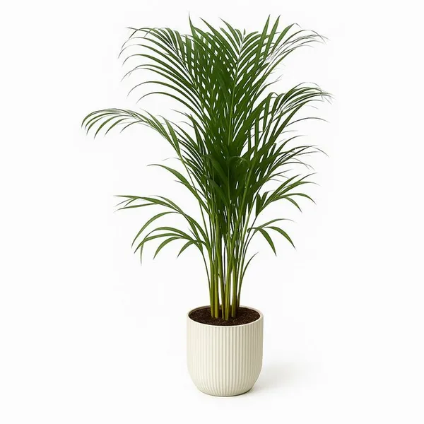 Sunrise_Areca_Palm_(Pack_Of_1)