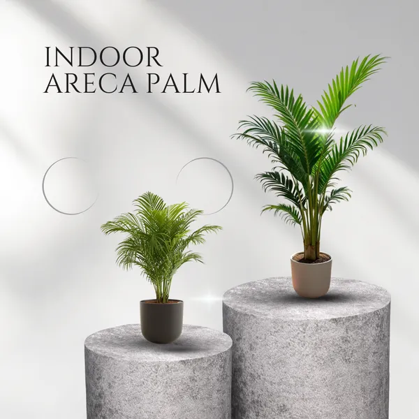 Sunrise_Areca_Palm_(Pack_Of_1)