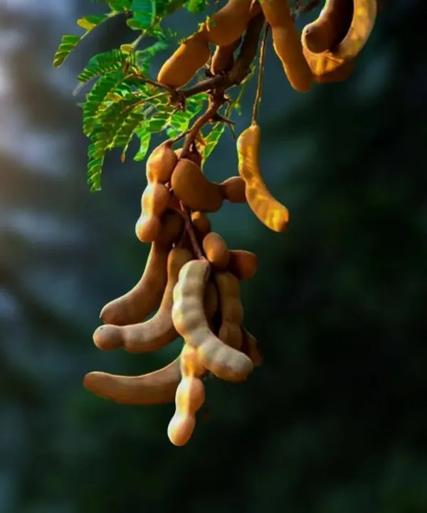 Tamarind_Plant__(Pack_Of_1)