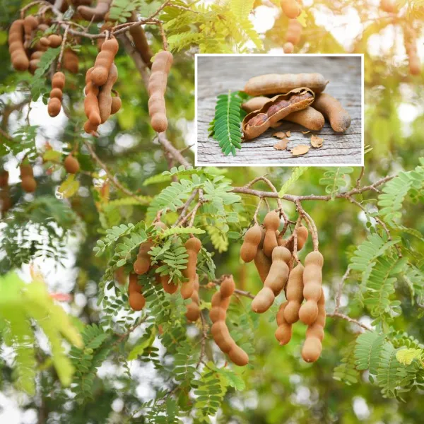 Tamarind_Plant__(Pack_Of_1)