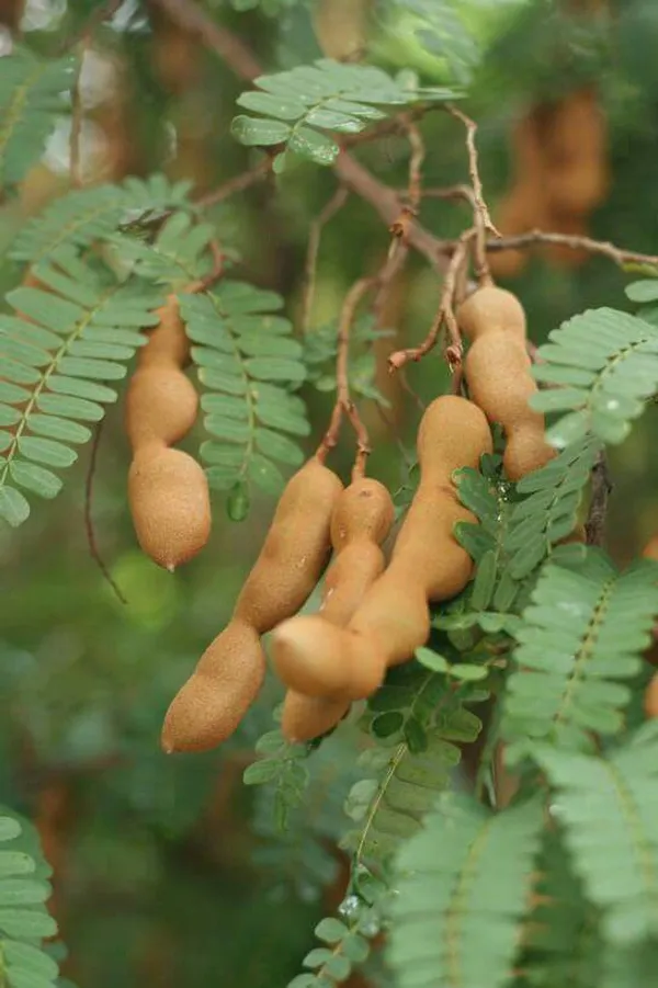 Tamarind_Plant__(Pack_Of_1)