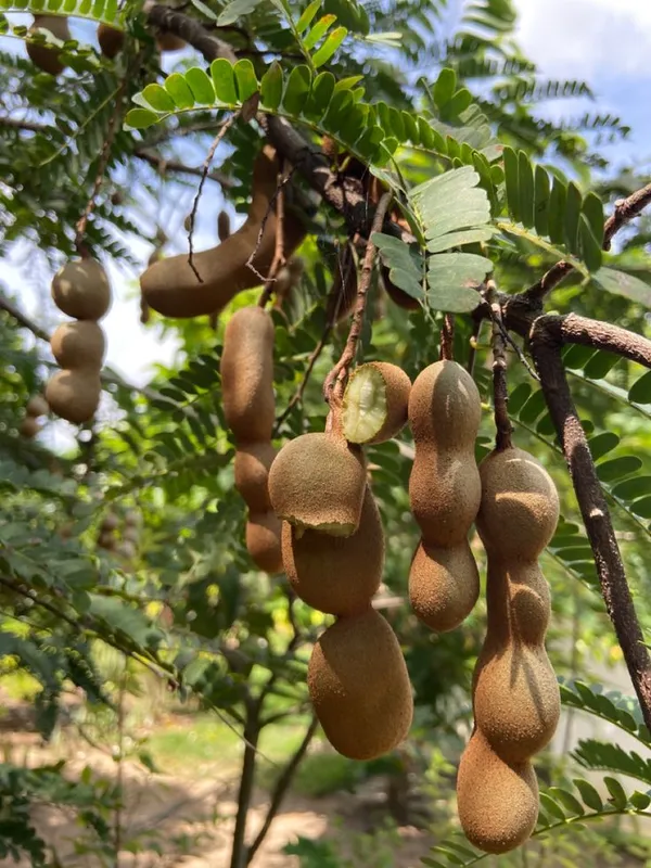 Tamarind_Plant__(Pack_Of_1)