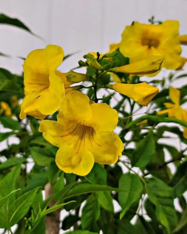 Tecoma_Flower_Plant_Yellow_(Pack_Of_1)