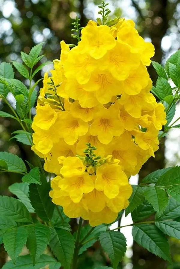 Tecoma_Flower_Plant_Yellow_(Pack_Of_1)