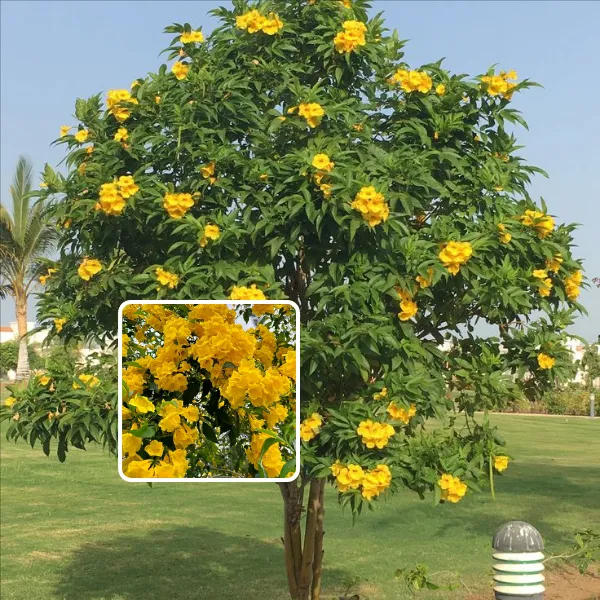 Tecoma_Flower_Plant_Yellow_(Pack_Of_1)