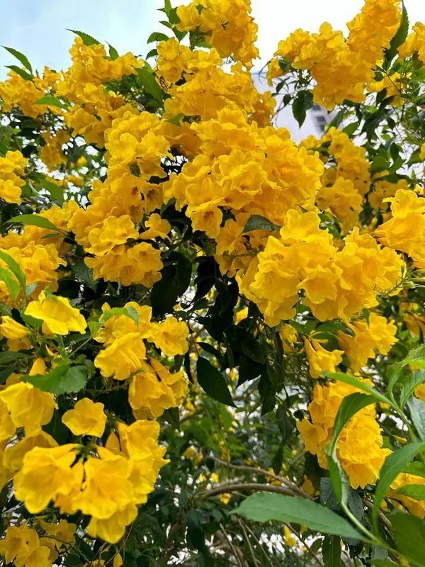Tecoma_Flower_Plant_Yellow_(Pack_Of_1)