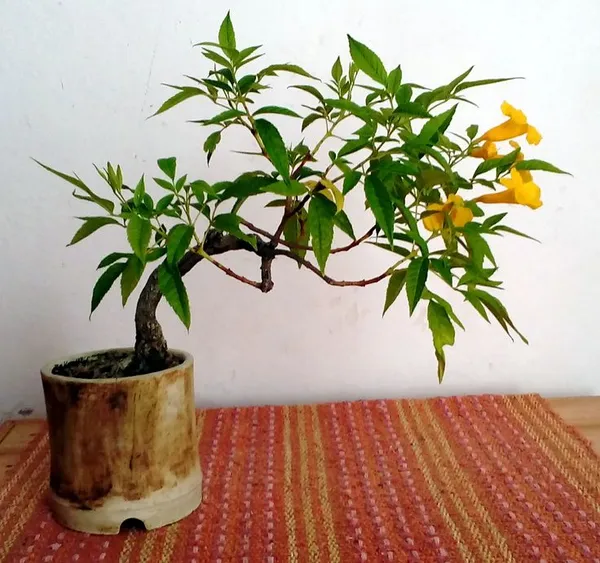Tecoma_Flower_Plant_Yellow_(Pack_Of_1)