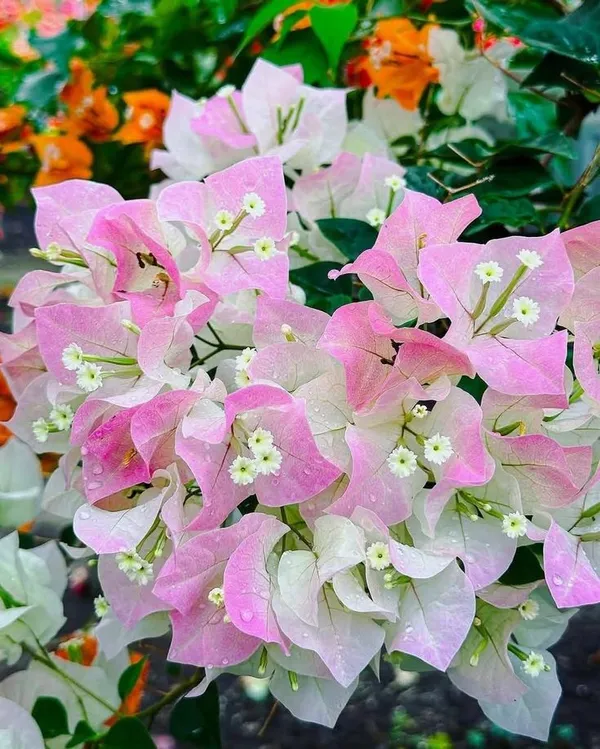 Thai_Delight_Bougainvillea_Plant__(Pack_Of_1)