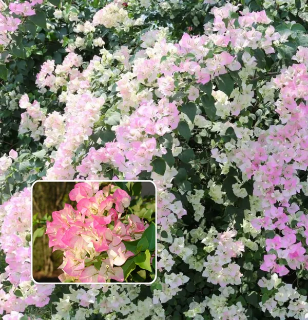 Thai_Delight_Bougainvillea_Plant__(Pack_Of_1)