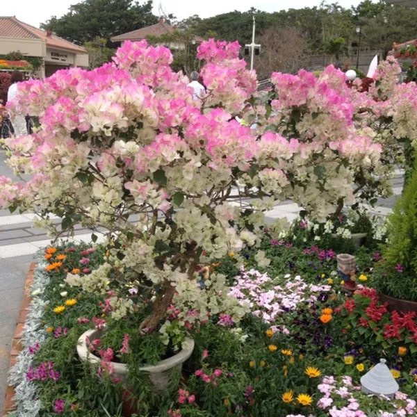 Thai_Delight_Bougainvillea_Plant__(Pack_Of_1)