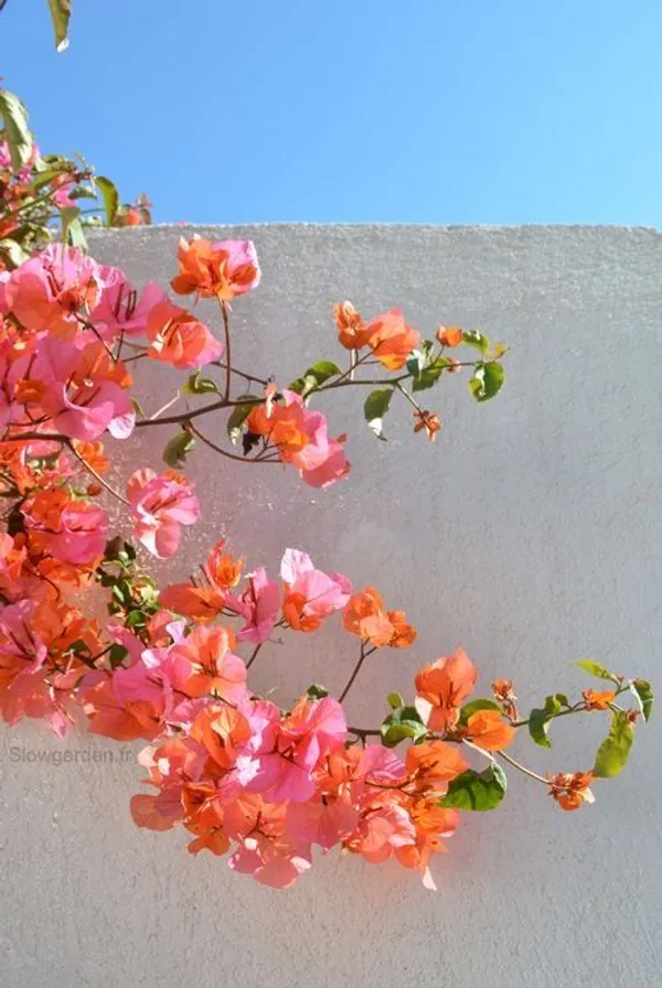 Thimma_Peach_Bougainvillea__(Pack_Of_1)